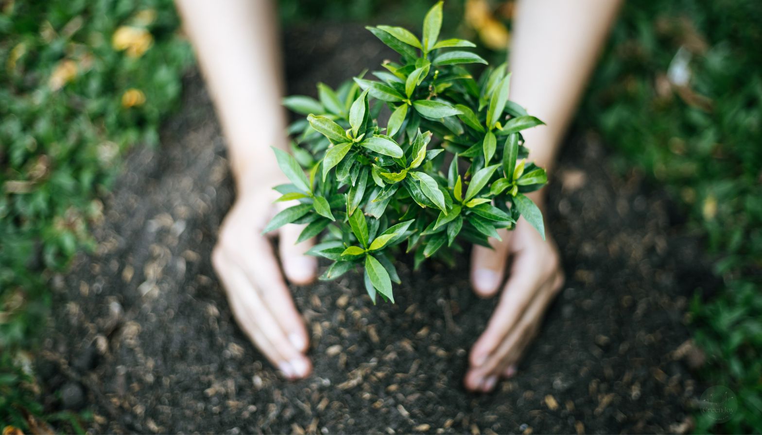 Sustentabilidade e Microverdes