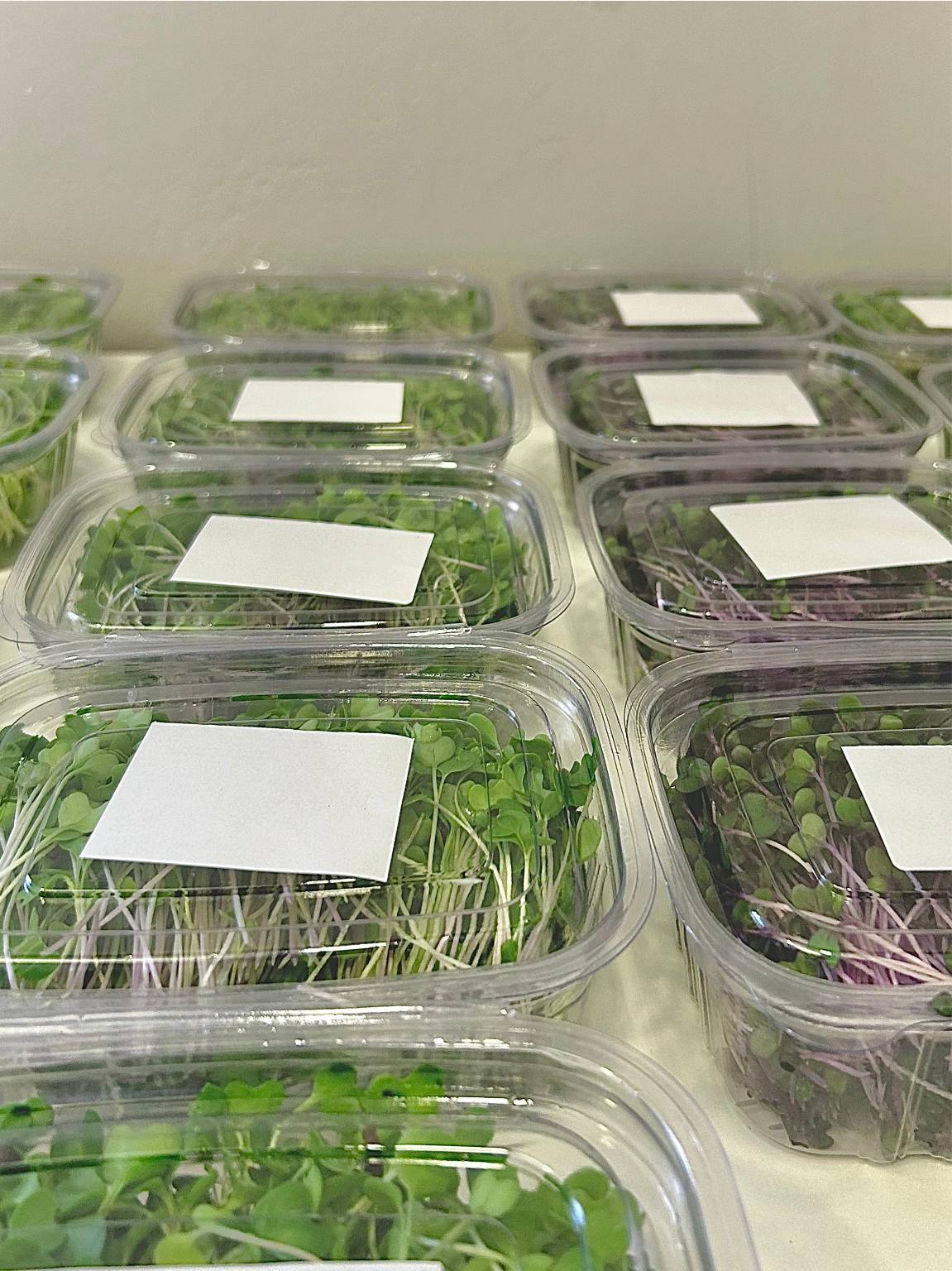 Variedade de Sabores